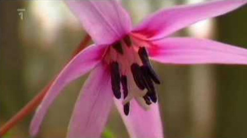 Živé srdce Evropy - Kandík psí zub