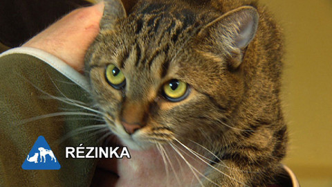 Chcete mě? - Chcete je?