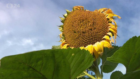 Regiony ČT24 - 23. října 2021