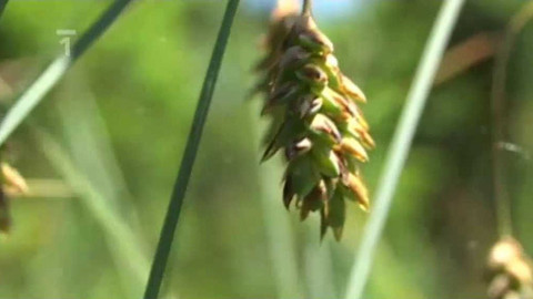 Živé srdce Evropy - Ostřice bažinná