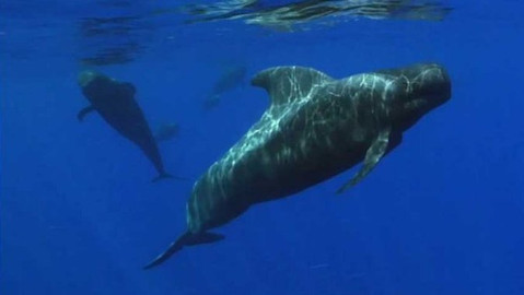 Dobrodružství vědy a techniky - Kulohlavec Sieboldův - gepard moře