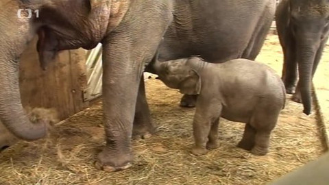 Toulavá kamera - 14. dubna 2013