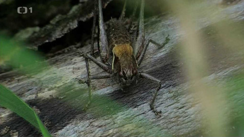 Živé srdce Evropy - Kobylka horská česká