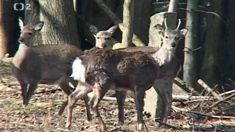 Tisíc let české myslivosti - 21. září 2013