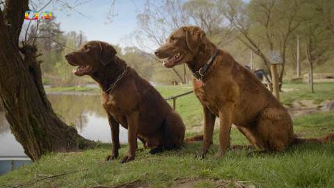 Zvířecí profesionálové - Psi, kteří ochraňují ptáky