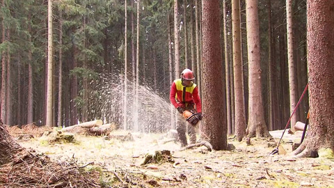 Nedej se! - Cesta lesního hospodaření