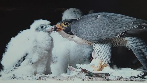Nedej se! - Případ Volfartice: Zastřelený sokol