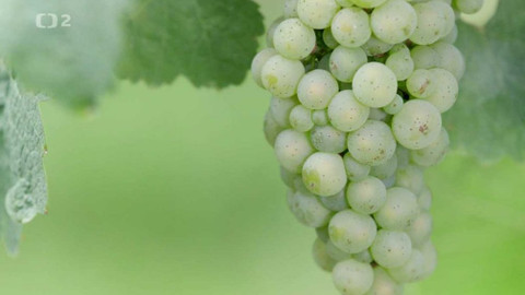 Evropa dnes - Víno - budoucnost je bio