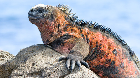 Naše kulatá planeta - Ostrovy, kuchyně evoluce