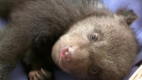 Méďové na cestách - 1/43 Plzeň