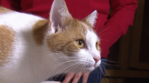 Chcete mě? - Chcete je?