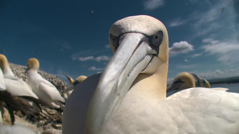 Safari z Knihy džunglí - Epizoda 25/26