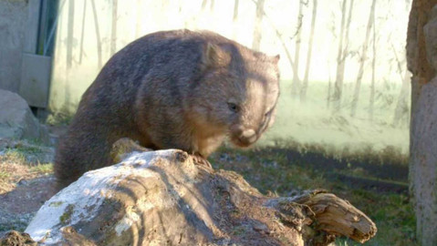 Máme rádi zvířata - 19. června 2023