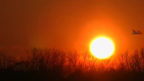 Vodní ptáci - 2/10 Smolař