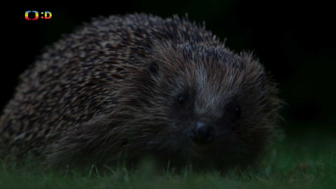 V divočině, tam to žije - Epizoda 36/40