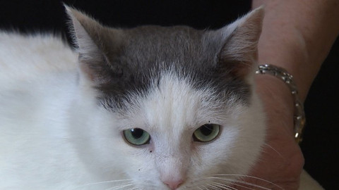 Chcete mě? - Chcete je?