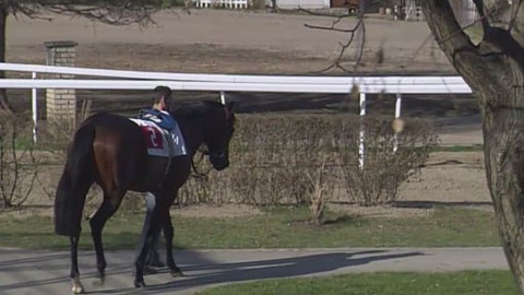 Jezdectví - Gomba handicap Velká Chuchle