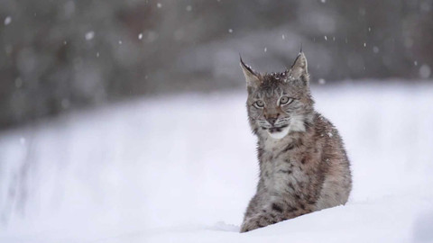 Zprávičky - 19. února