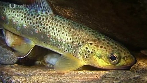 Obyvatelé českých vod - 2/6 Druhy ryb