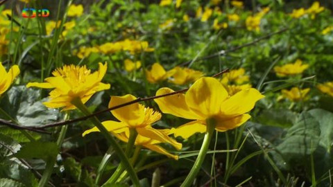 Novinky z přírody - Epizoda 9/53