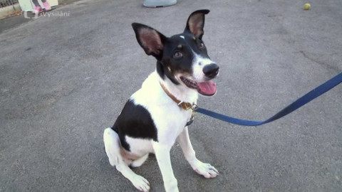 Pojď do toho! - Ido – Přál bych si psa