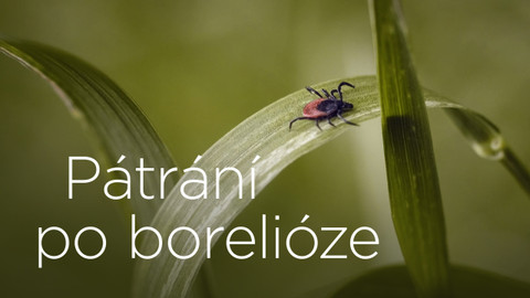 Pátrání po borelióze