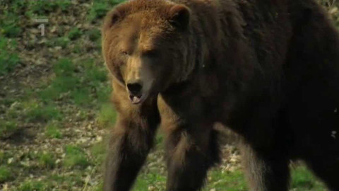 Živé srdce Evropy - Medvěd hnědý