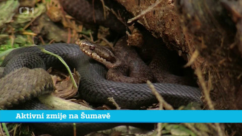 Události v regionech (jih a západ) - 20. června