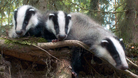 Pohádky pro štěňátka - 2/13 O jezevčím bloudění