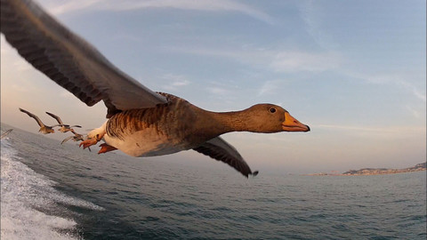 Obdivuhodný svět přírody - Husy velké