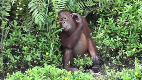 Nedej se! - Orangutan na palmovém oleji