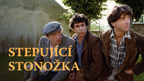 Stepující stonožka