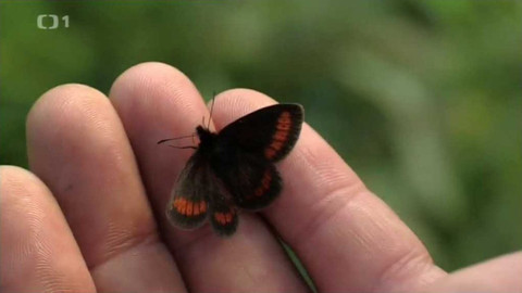 Živé srdce Evropy - Okáč menší