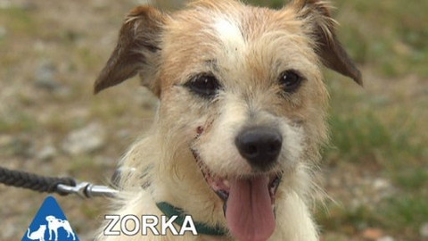 Chcete mě? - Chcete je?