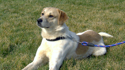 Chcete mě? - Chcete je?