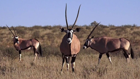 Africká abeceda - A – antilopa