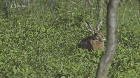 Do divočiny! - 19. Sestup krajinou