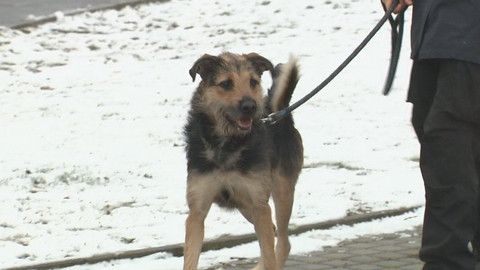 Chcete mě? - Chcete je?