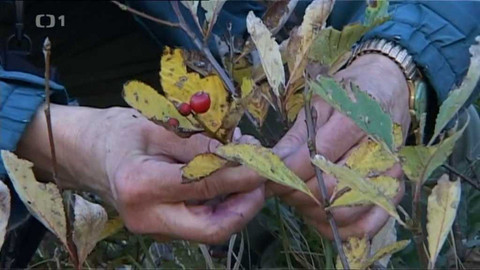 Živé srdce Evropy - Jeřáb sudetský