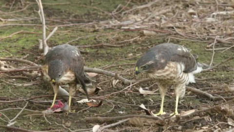 Obdivuhodný svět přírody - Krahujec menší, Japonsko