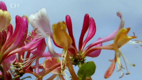 Polopatě - 13. června 2021