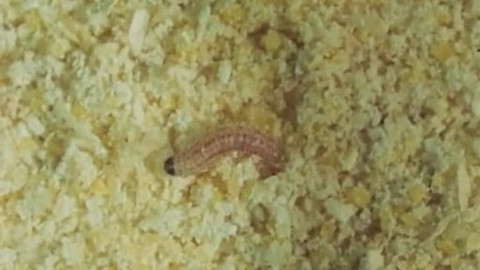 Hmyz a člověk - 3/7 Bez chemie proti hmyzu