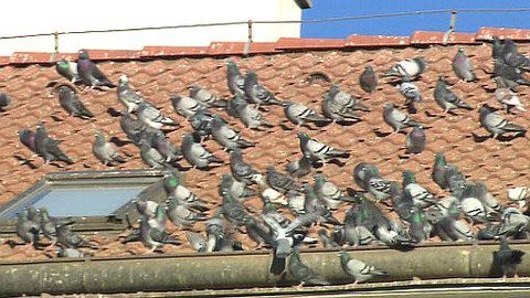 Z metropole - 12. dubna 2014