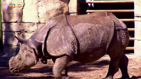 Atlas zvířat - Komu patří království?