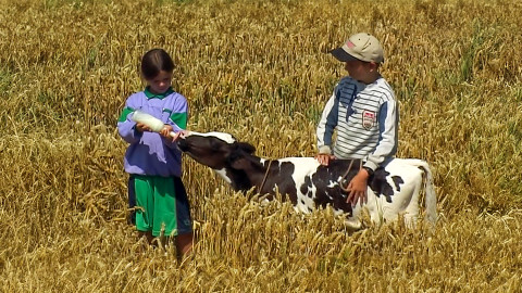 Příběhy o telátku - Epizoda 8/9