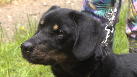 Chcete mě? - Chcete je?