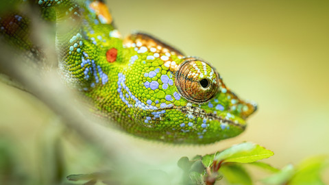 Velká putování malých živočichů - 3/3 Životní poslání