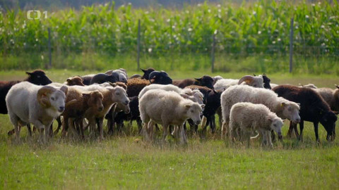 Co naše babičky uměly a na co my jsme zapomněli - Ovečky a kozy