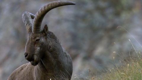 Safari z Knihy džunglí - Epizoda 16/26