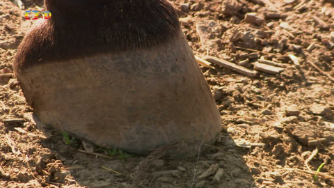 Terčin zvířecí svět - 21. listopadu